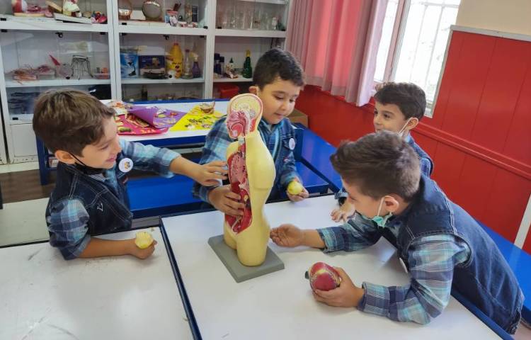 :علوم، توضیح آناتومی بدن با ماکت 1