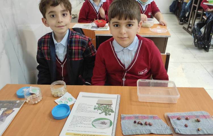 علوم زنگ تحقیق و پژوهش آزمایش رشد دانه لوبیا 1