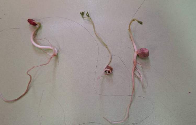 علوم، سرگذشت دانه، گیاهک 1