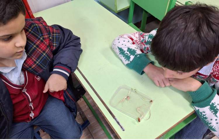 علوم، سرگذشت دانه، گیاهک 2