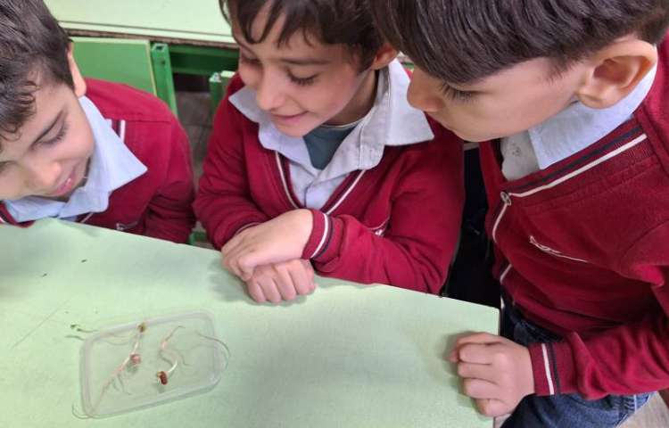 علوم، سرگذشت دانه، گیاهک 3