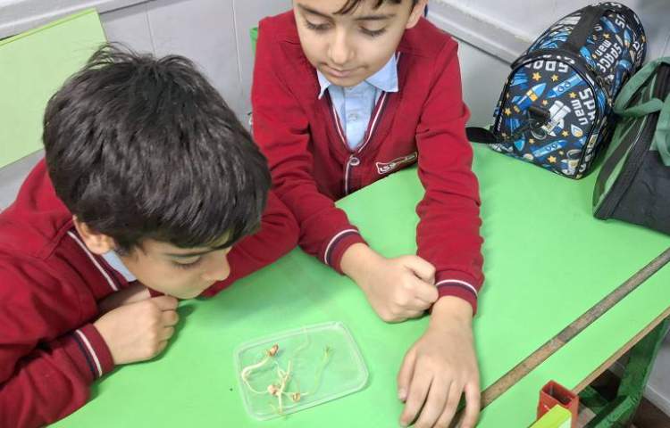 علوم، سرگذشت دانه، گیاهک 4