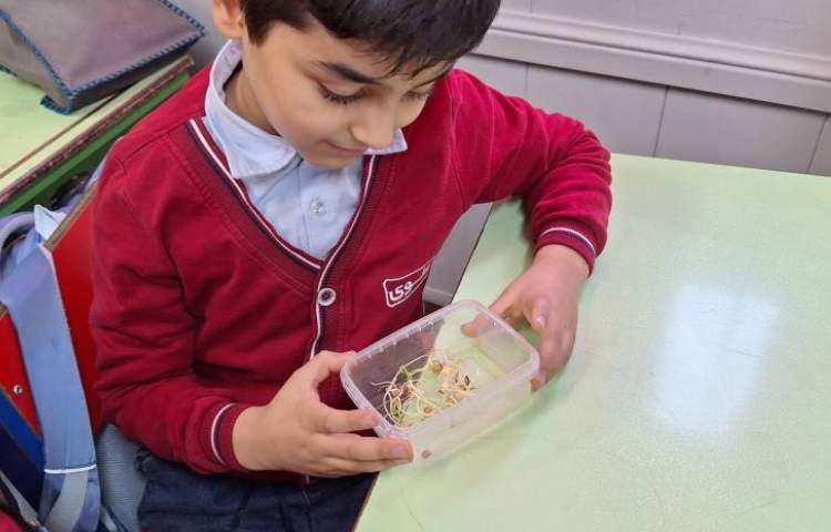 علوم، سرگذشت دانه، گیاهک 5