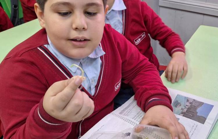 علوم، سرگذشت دانه، گیاهک 6