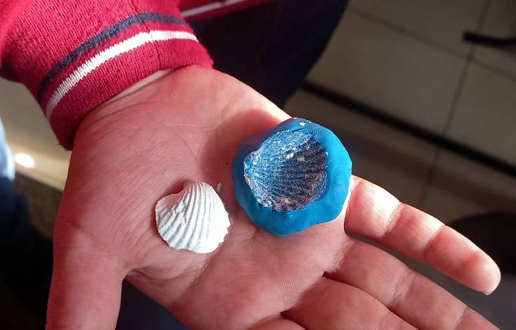 علوم - فسیل‌ها 9