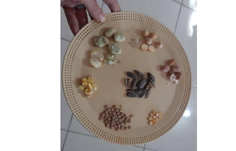 علوم - مبحث: کاشت دانه و آشنایی با اجزای یک گیاه 2