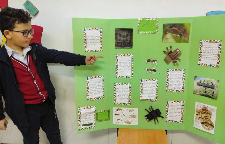 علوم - مراحل زندگی مورچه 1