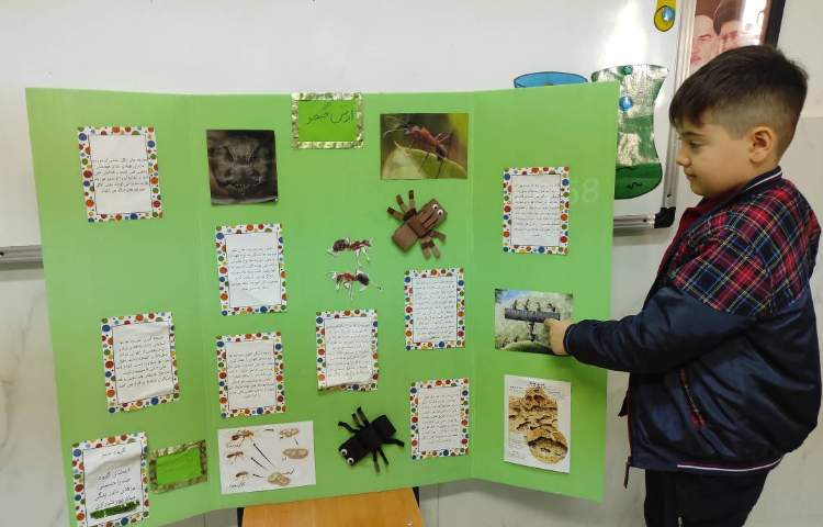 علوم - مراحل زندگی مورچه 2