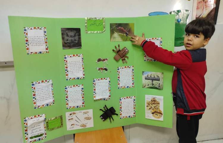 علوم - مراحل زندگی مورچه 3