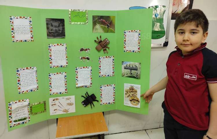 علوم - مراحل زندگی مورچه 4