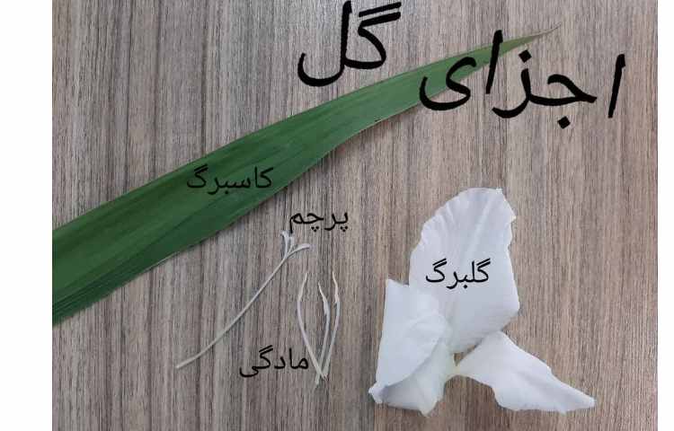 علوم مشاهده‌ی اجزای گل و آوند 1