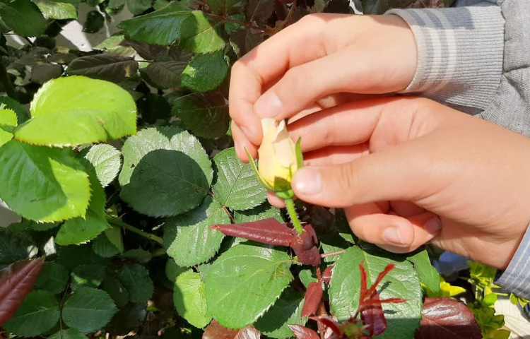 علوم مشاهده‌ی اجزای گل و آوند 2