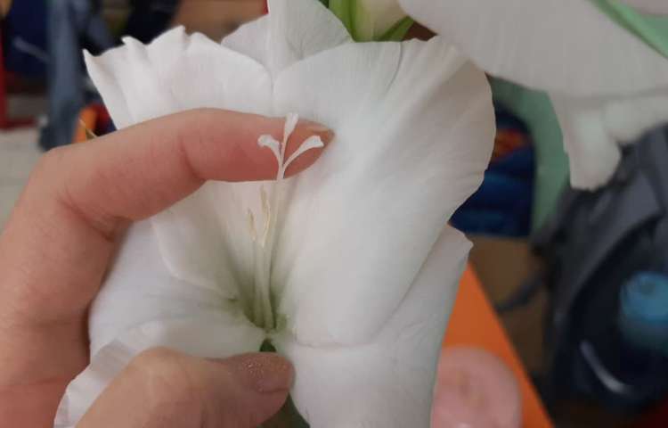 علوم مشاهده‌ی اجزای گل و آوند 4