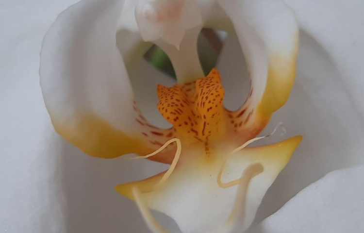 علوم مشاهده‌ی اجزای گل و آوند 5