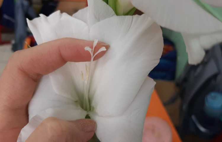 علوم مشاهده‌ی اجزای گل و آوند 6