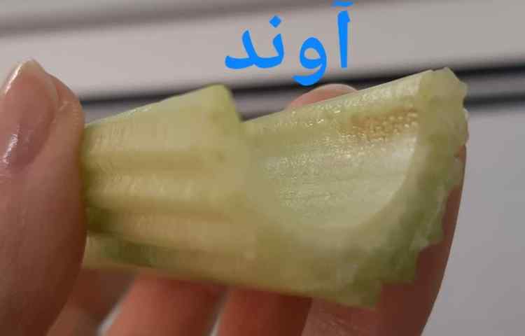 علوم مشاهده‌ی اجزای گل و آوند 7