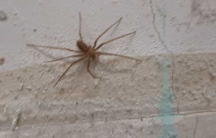 علوم مشاهده‌ی بی‌مهرگان 1