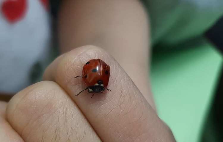 علوم مشاهده‌ی بی‌مهرگان 2