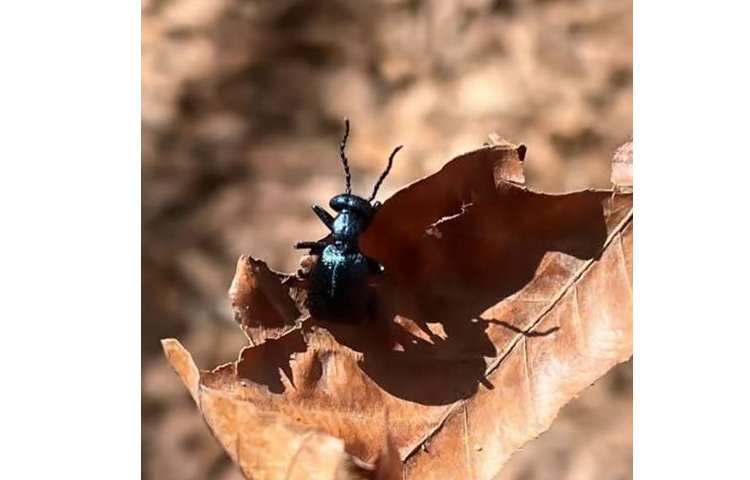 علوم مشاهده‌ی بی‌مهرگان 3