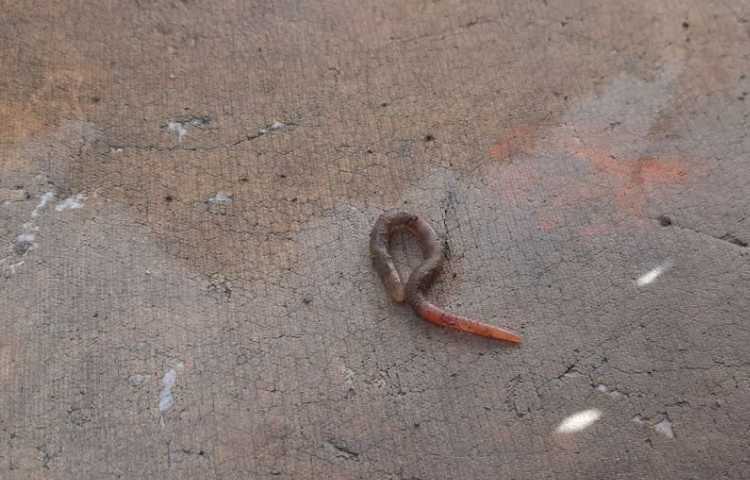 علوم مشاهده‌ی بی‌مهرگان 4