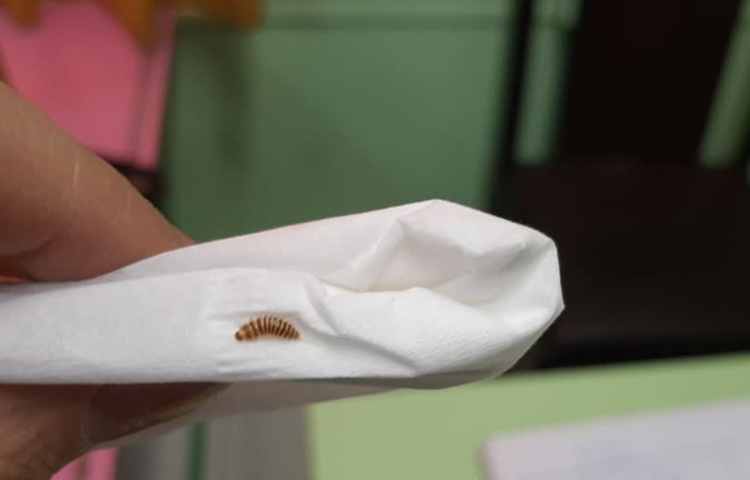 علوم مشاهده‌ی بی‌مهرگان 5