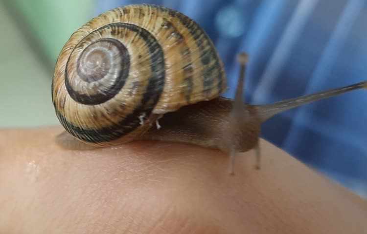 علوم مشاهده‌ی بی‌مهرگان 6