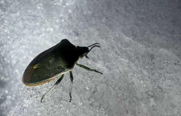 علوم مشاهده‌ی بی‌مهرگان 7