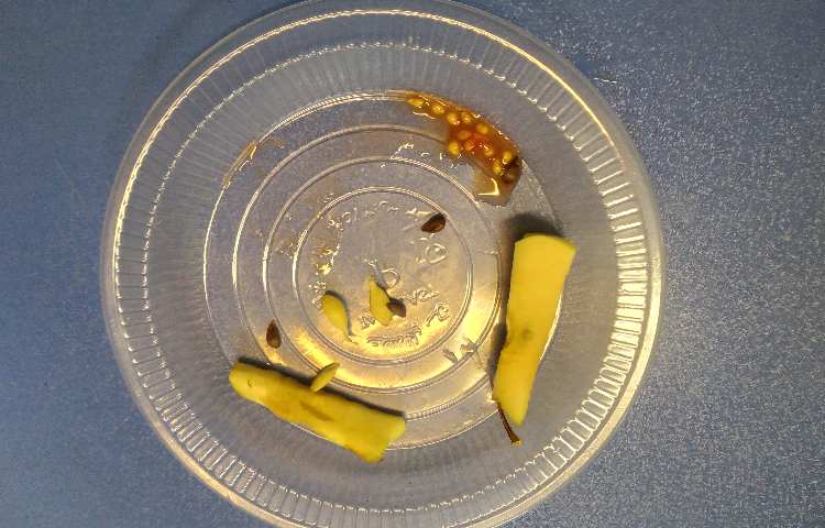 :علوم، مشاهده ی دانه ی میوه های مختلف 3