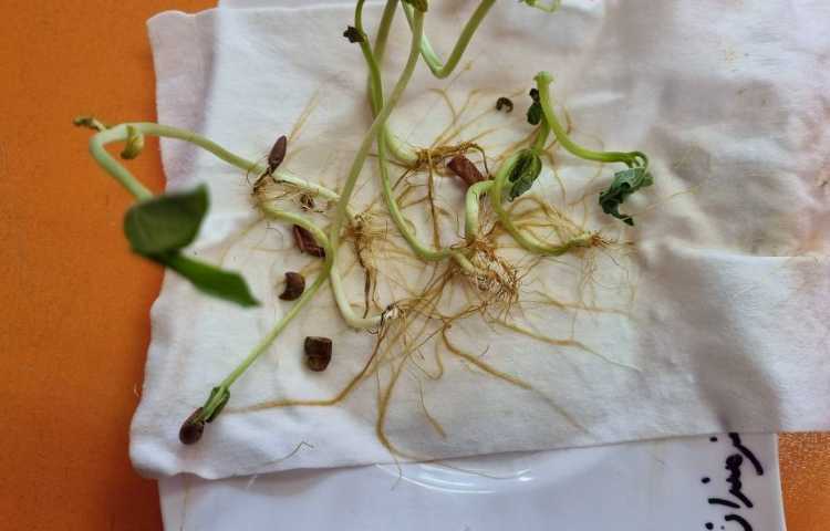 علوم: چرخه زیستی لوبیا 1