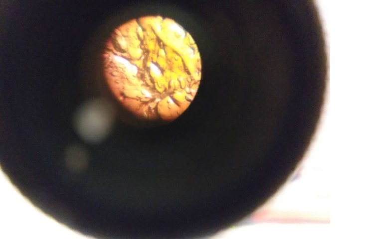علوم کار با میکروسکوپ آندیا صادقی 3