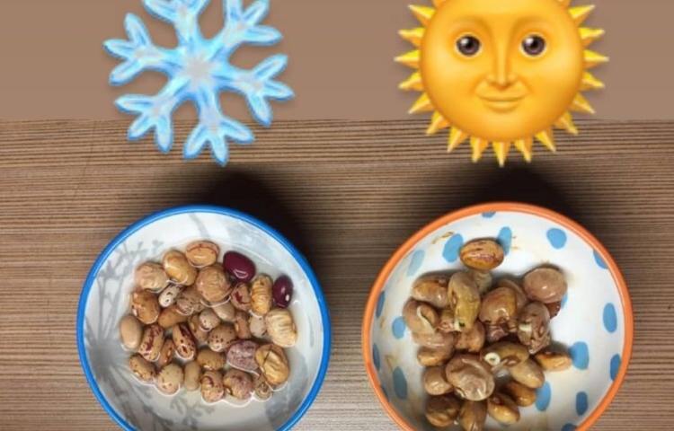 فصل سوم علوم، آزمایش تاثیر نور خورشید در رشد گیاهان