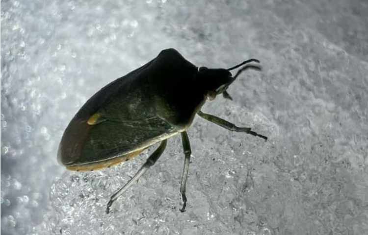 فعالیتهای آموزشی پایه چهارم دبستان علوی 6