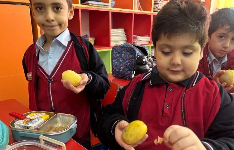 فعالیت دست ورزی ، س مثل سیب زمینی 2