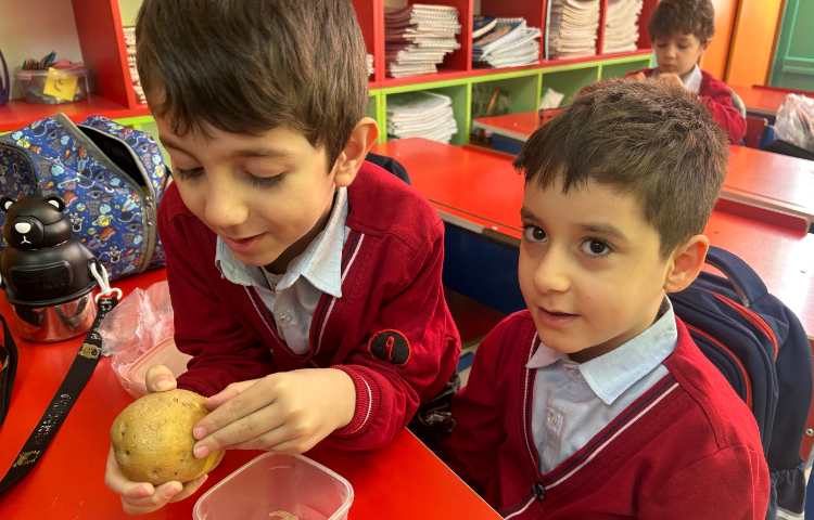 فعالیت دست ورزی ، س مثل سیب زمینی 4