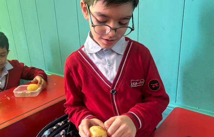 فعالیت دست ورزی ، س مثل سیب زمینی 5