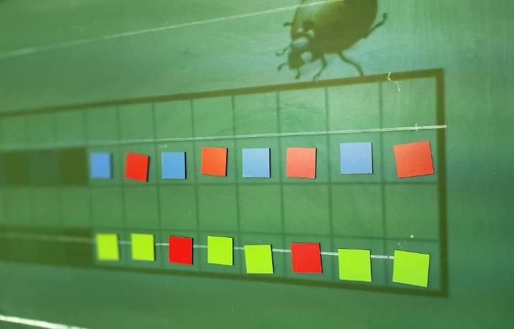 فعالیت ریاضی: آموزش قبل و بعد ، آموزش الگوی شطرنجی