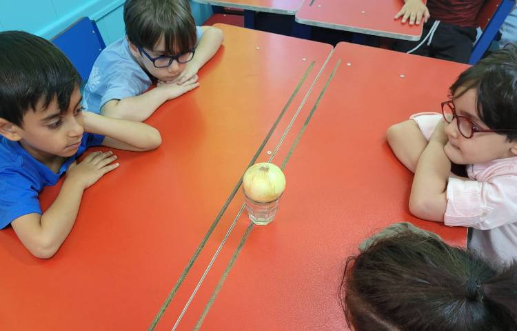 فعالیت علوم آشنایی با قسمت های مختلف گیاه ساخت کاردستی گروهی 2