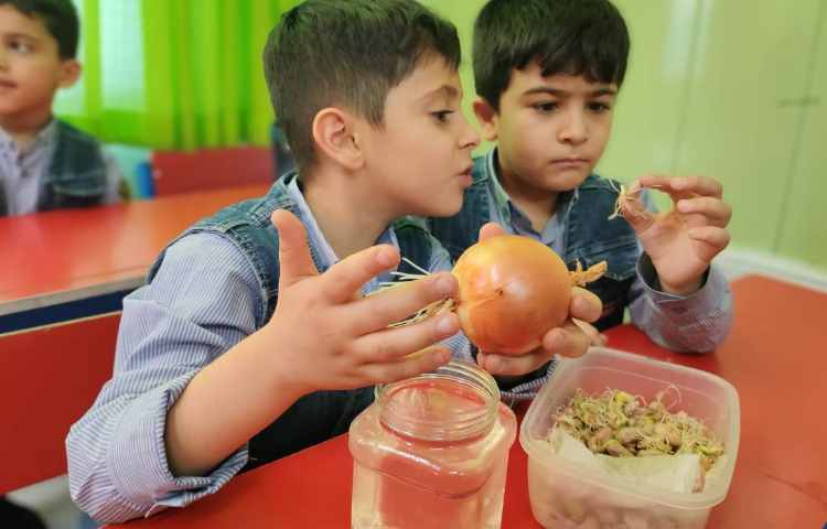 فعالیت علوم مشاهده ی رشد گیاه و ریشه 2