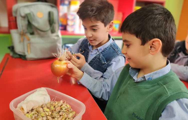 فعالیت علوم مشاهده ی رشد گیاه و ریشه 3