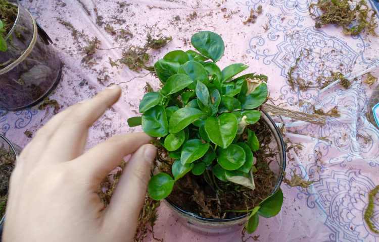 فعالیت گروه های چهارخانه به مناسبت روز درختکاری 11