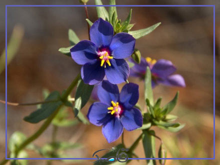 دمای مورد نیاز