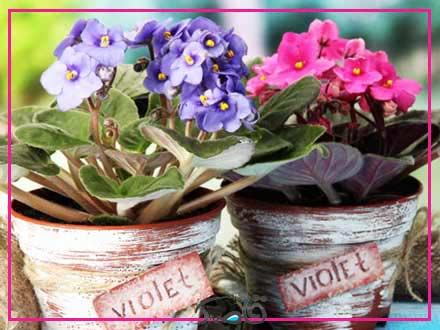 رطوبت مورد نیاز