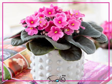 خاک و گلدان مورد نیاز