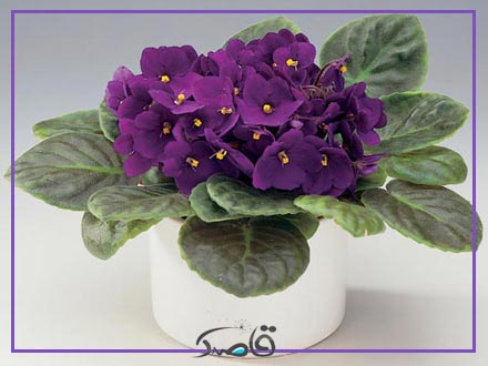 آبیاری مناسب