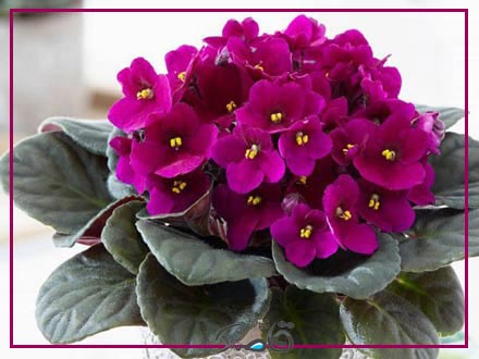 نور مورد نیاز