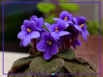 بیماری‌های گل بنفشه آفریقایی