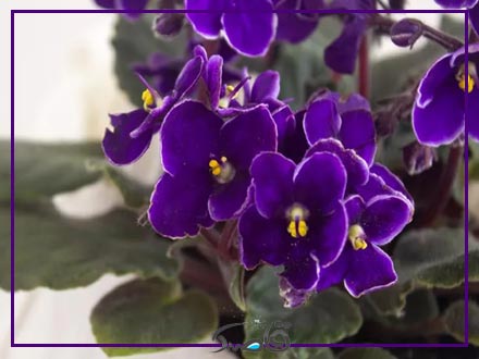 آفات و کنه‌ها