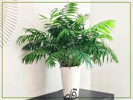 آبیاری و نور