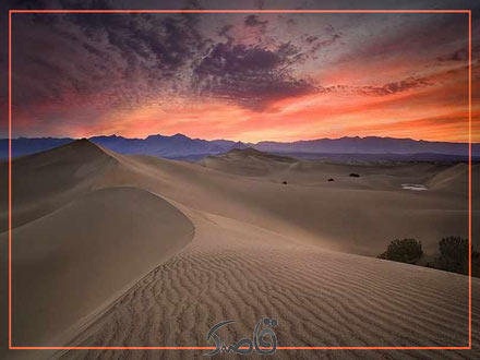 پوشش گیاهی و جانوری کویر مصر