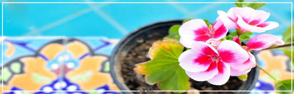 قاصدک اردیبهشت 1403